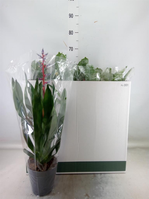 <h4>Aechmea   ...mix</h4>