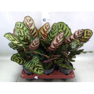 Calathea makoyana