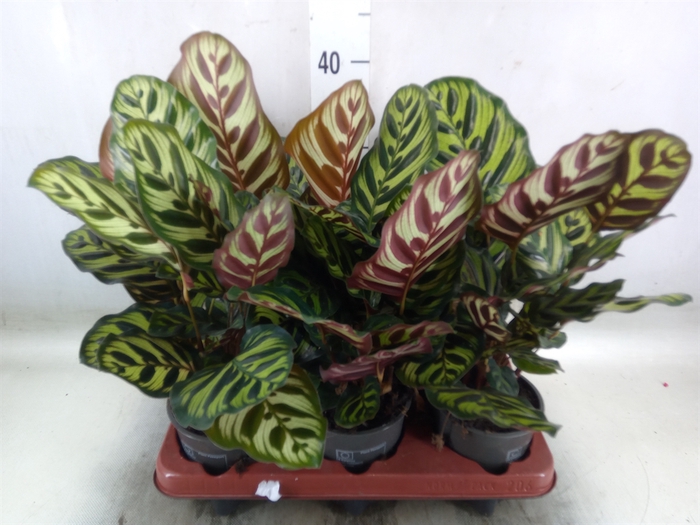 <h4>Calathea makoyana</h4>