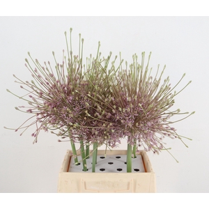 ALLIUM SCHUBERTII