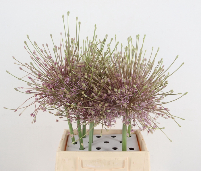 <h4>ALLIUM SCHUBERTII</h4>