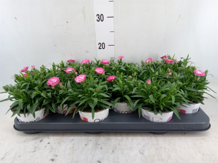 <h4>Dianthus  'Oscar Pink Star'</h4>