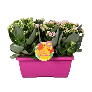 Hello Summer Kalanchoe Blossfeldiana in Duobak Roze