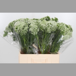 Ammi Vis Casablanca