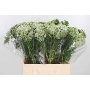 Ammi Vis Casablanca