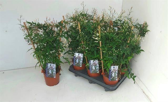 <h4>JASM POLYANTHUM WIT</h4>