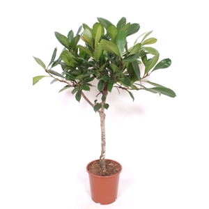 Ficus cyathistipula