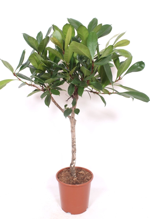 <h4>Ficus cyathistipula</h4>