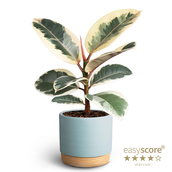 <h4>FICUS ELASTICA P12</h4>