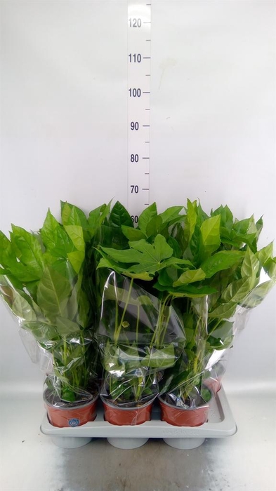 <h4>Fatsia japonica   ...</h4>