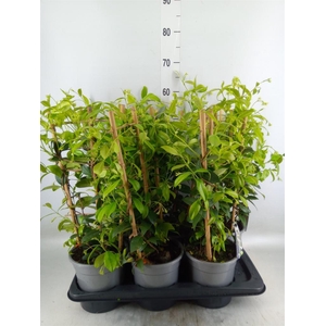 Trachelospermum jasm.