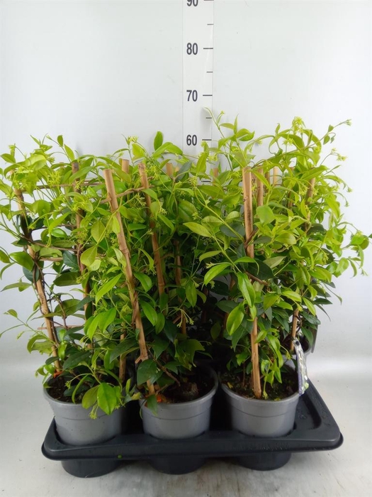 <h4>Trachelospermum jasm.</h4>