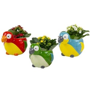 KALANCHOE BLOSSFELDIANA p6