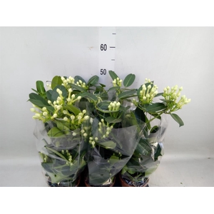 Stephanotis floribunda   ...
