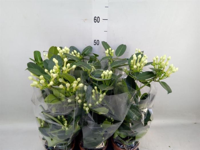 <h4>Stephanotis floribunda   ...</h4>