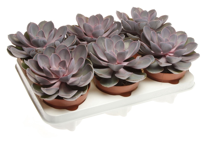 Echeveria  'Perle von Nurnberg'