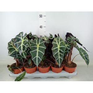 Alocasia amazonica 'Polly'