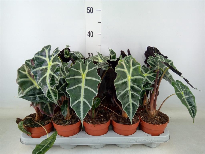 <h4>Alocasia amazonica 'Polly'</h4>