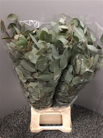 Euca Parvifolia 350gr
