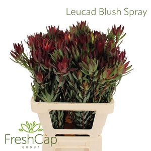 Leucad Blush Spray