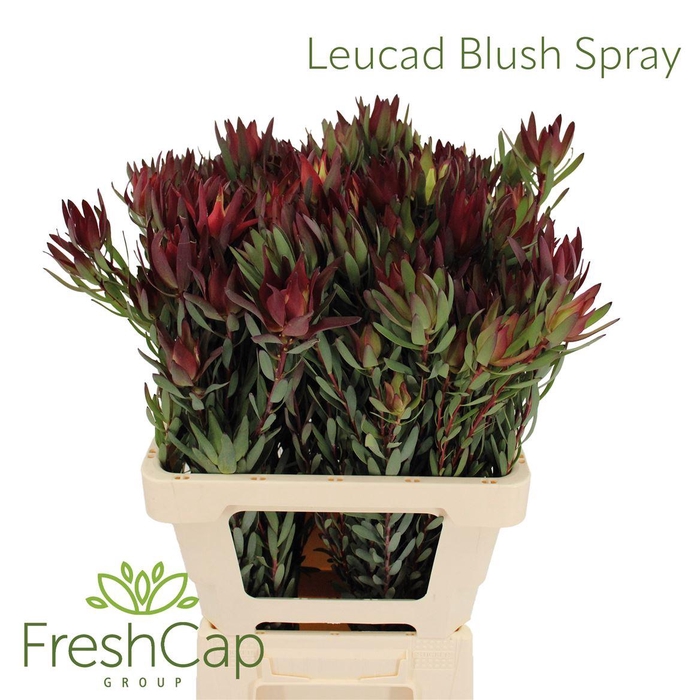 <h4>Leucad Blush Spray</h4>