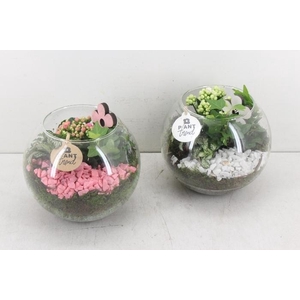 4266 BOLGLAS ROZE/WIT