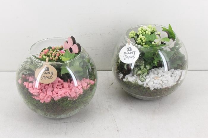 <h4>2904  BOLGLAS ROZE/WIT</h4>