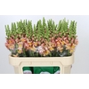 Antirrhinum majus Toulon Apricot