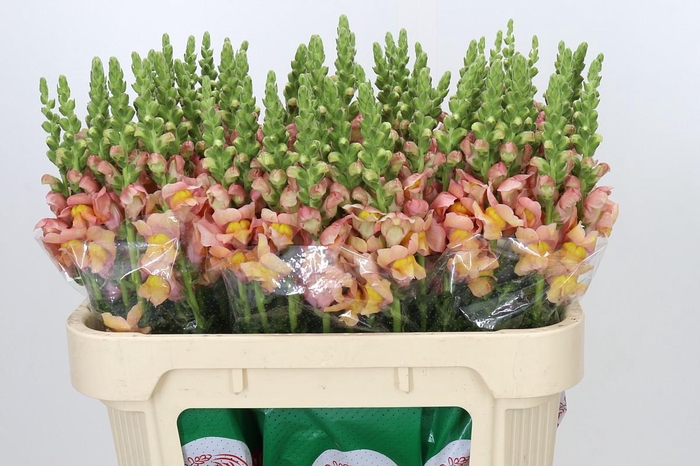 <h4>Antirrhinum majus Toulon Apricot</h4>