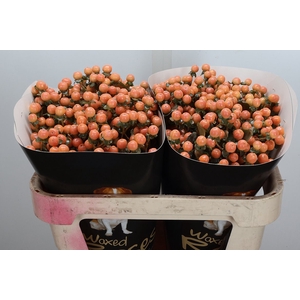 Hypericum Wx Versilia