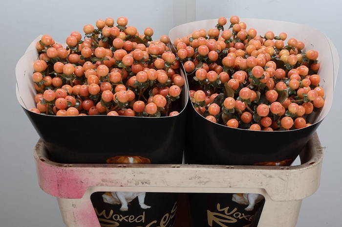 <h4>Hypericum Wx Versilia</h4>