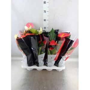 Anthurium   ...mix
