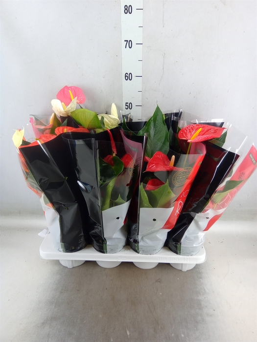 <h4>Anthurium   ...mix</h4>