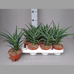 ALOE ARBORESCENS