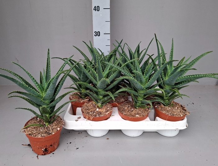 <h4>ALOE ARBORESCENS</h4>