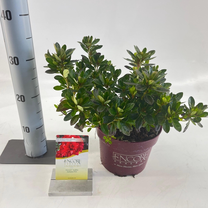 <h4>Rhododendron ENCORE® Autumn Fire ('Roblez'PBR)</h4>