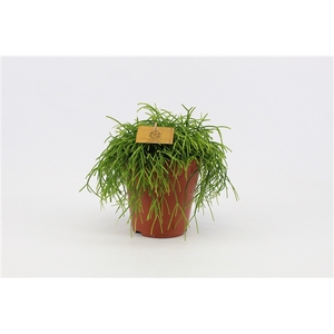Rhipsalis overig