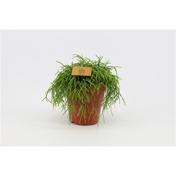 <h4>Rhipsalis overig</h4>