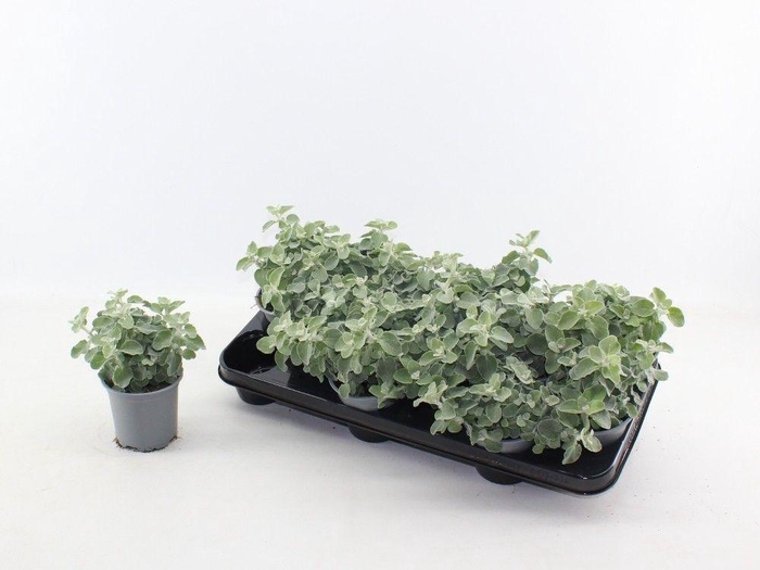 arr8 Helich Petiolare