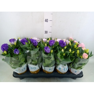 Eustoma russ. DU 'Bolero'   ...mix