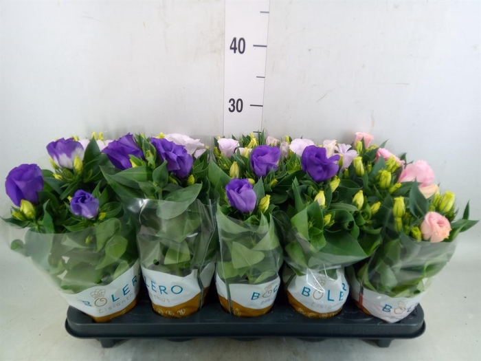 <h4>Eustoma russ. DU 'Bolero'   ...mix</h4>