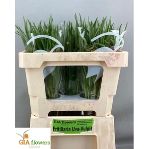 Fritillaria Uva-vulpis