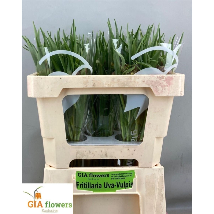 <h4>Fritillaria Uva-vulpis</h4>