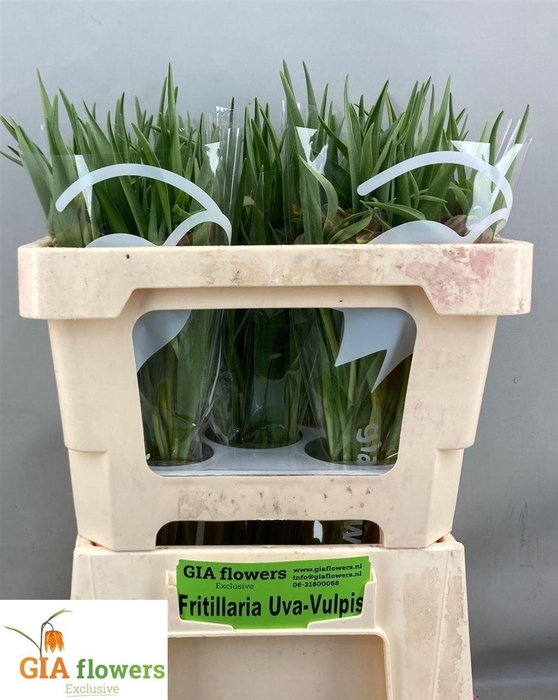 Fritillaria Uva-vulpis