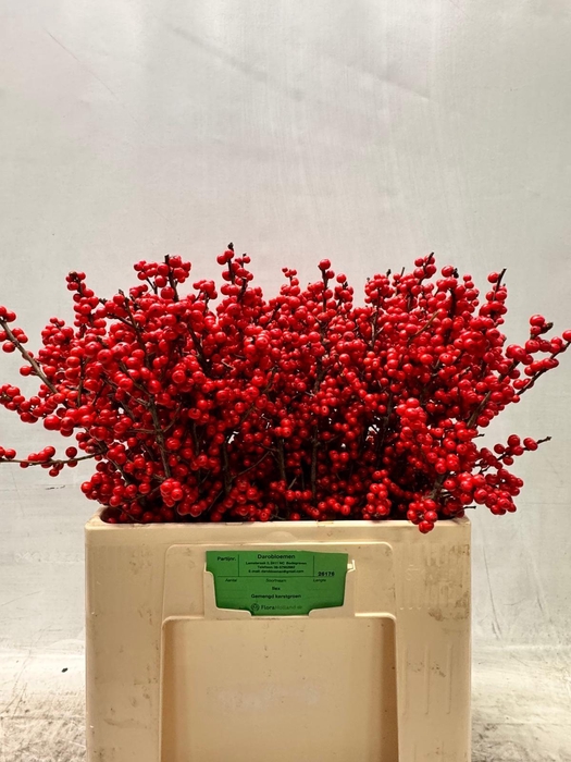 <h4>ILEX VE RODE BES</h4>