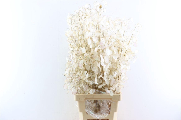 <h4>Dried Lunaria Parelmoer Glitter</h4>