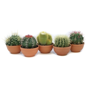 Cactus canarias schaal 17 cm