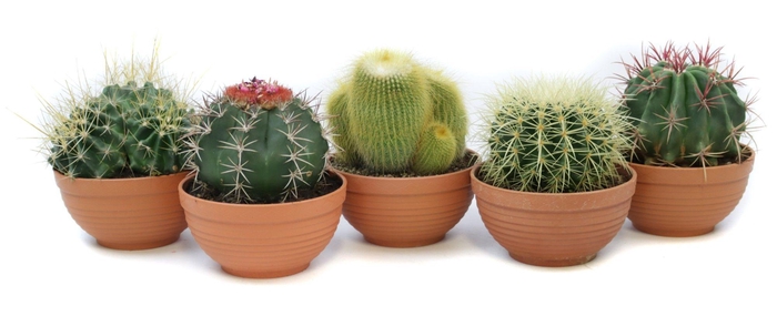 <h4>Cactus canarias schaal 17 cm</h4>