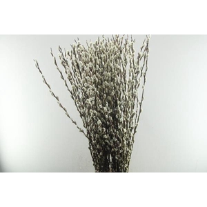 Takken Wilgen Snow Flake L 120