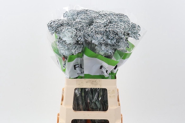 <h4>Di St Tinted Grey</h4>